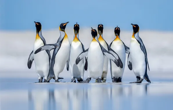 Sea, birds, shore, pack, penguins, penguin, a flock of penguins