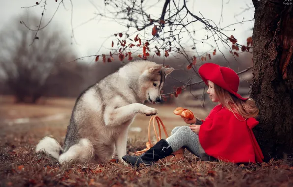 Autumn, nature, tree, animal, basket, dog, girl, hat