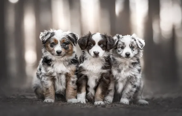 Dogs, look, nature, together, glade, portrait, dog, puppies