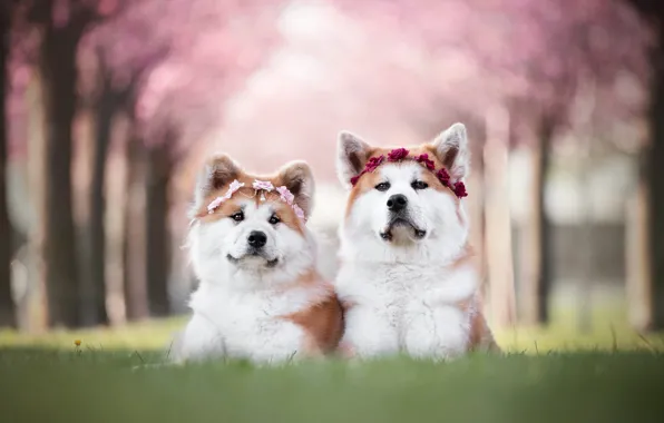 Dogs, grass, look, face, trees, flowers, nature, glade