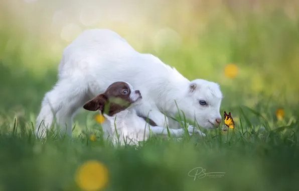 Picture animals, grass, nature, butterfly, puppy, bokeh, cubs, goat