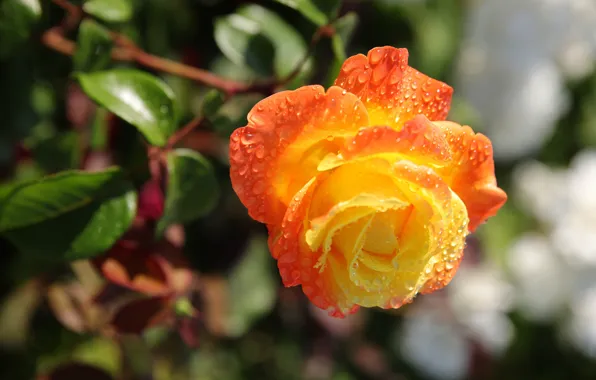 Flower, leaves, drops, light, Rosa, background, rose, orange