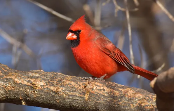 Branches, background, bird, branch, bird, bokeh, cardinal, bright