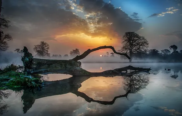 Picture sunset, fog, lake, tree