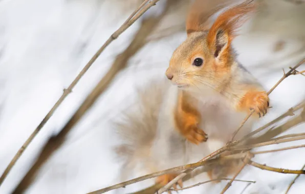 Winter, look, snow, branches, protein, muzzle