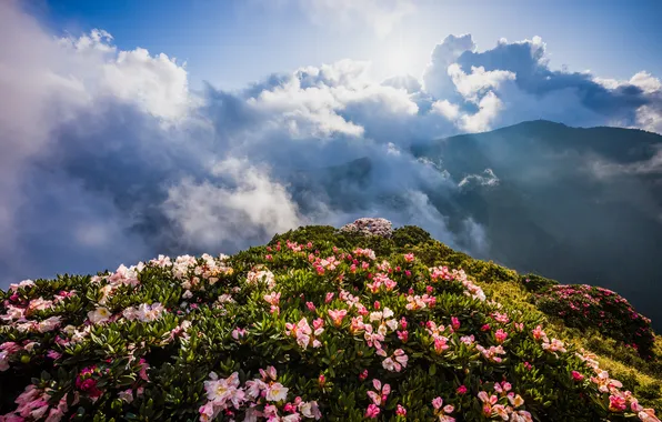 Flowers, mountains, fog, hills, the slopes, view, beauty, spring
