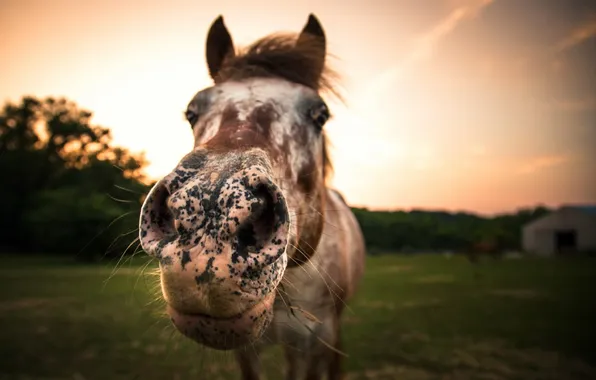 Picture face, background, horse