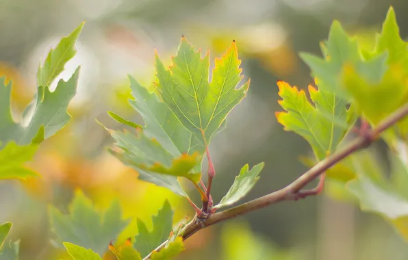 Greens, leaves, nature, tree, branch, maple