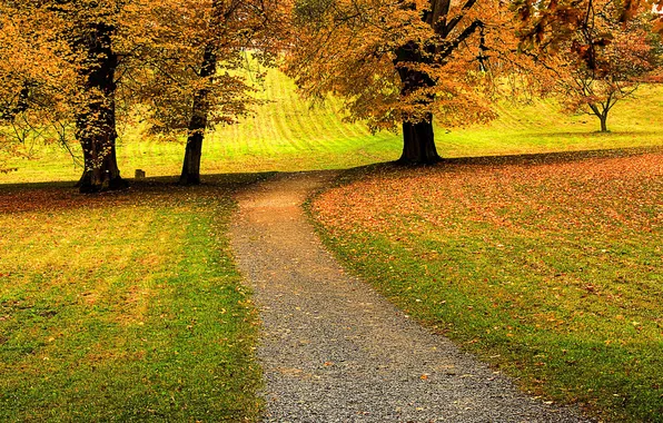 Grass, leaves, trees, nature, track, track, beautiful Wallpapers for desktop, hdr wallpapers
