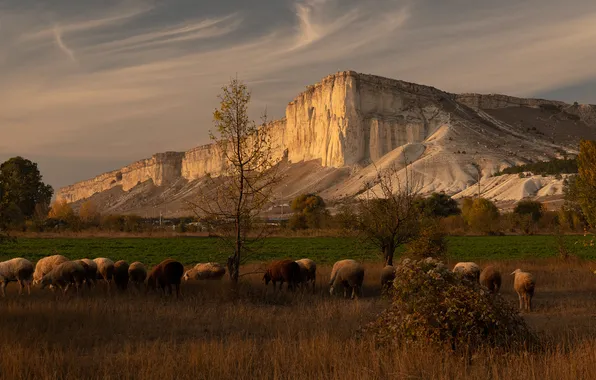 Landscape, nature, Crimea, White Rock