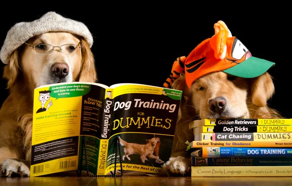 Dogs, table, hat, two, books, humor, glasses, cap