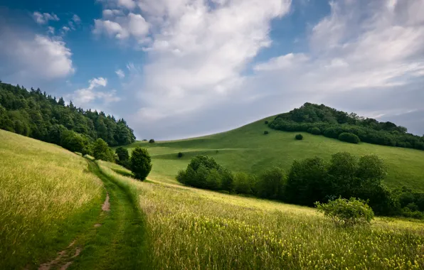 Field, trees, landscape, nature, hills