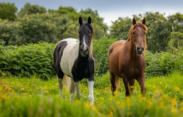 Summer, look, flowers, nature, thickets, glade, horses, horse