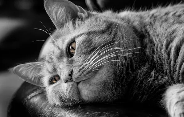 Cat, reverie, black and white