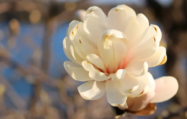 Macro, petals, bokeh, Magnolia