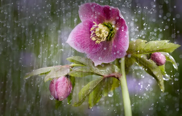 Rain, hellebore, Helleborus