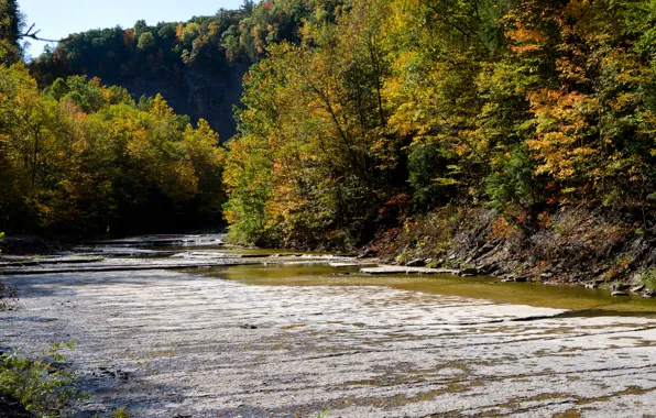 Picture autumn, forest, trees, nature, river, stream, USA, USA