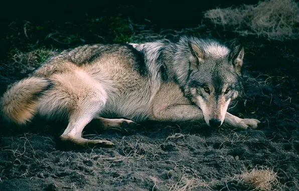 Nature, predator, animal, wolf, wildlife, Canis lupus, portrait.