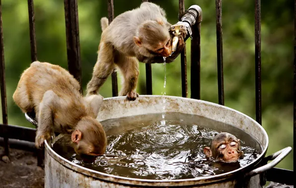 Water, nature, monkey