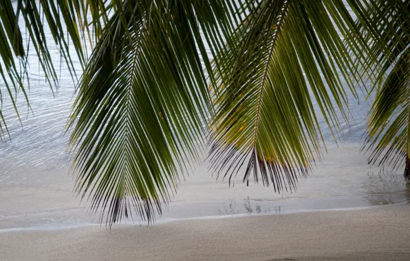 Picture sand, sea, beach, summer, the sky, the sun, palm trees, shore