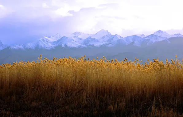 Wheat, field, snow, mountains, clouds, fog