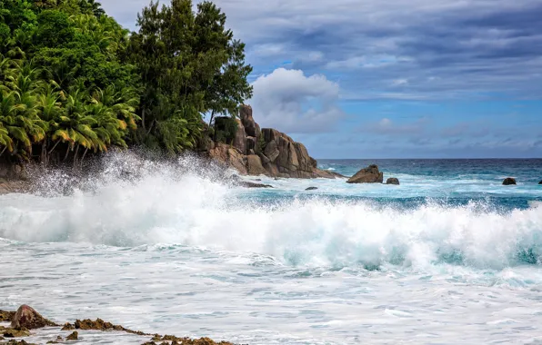 Palm trees, the ocean, coast, wave, Seychelles, The Indian ocean, Seychelles, Indian Ocean