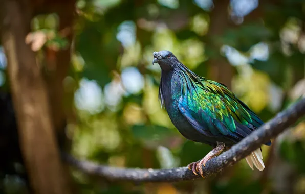 Bright, background, bird, dove, branch, bokeh, brilliant