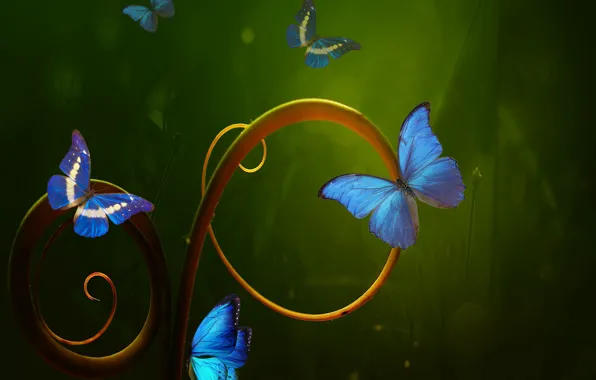 Picture rendering, butterflies, degrees