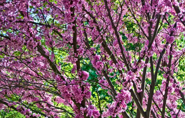 Branches, spring, Sakura, flowering, pink, blossom, sakura, cherry