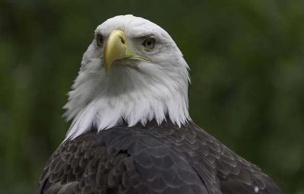Bird, Beak, Predator, Bald eagle, Ali Pashang, Northern bald eagle, Pitts