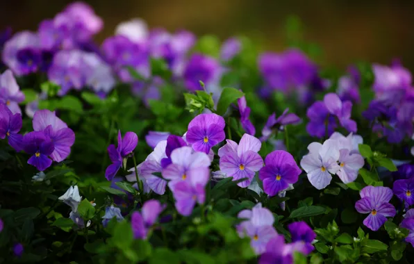Wallpaper greens, purple, flowers, glade, spring, leaves, Pansy, flowerbed