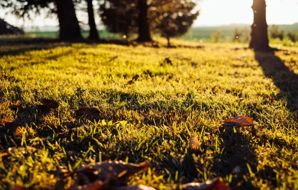 Sheet, Sunset, Nature, Tree, Grass, Autumn, Leaves, Plant