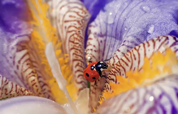 Flower, drops, macro, ladybug, macro, ladybug, the flower drops