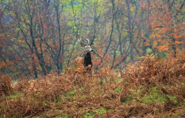 Picture FOREST, NATURE, TREES, HORNS, VEGETATION, DEER