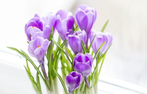 Picture bouquet, spring, crocuses, lilac