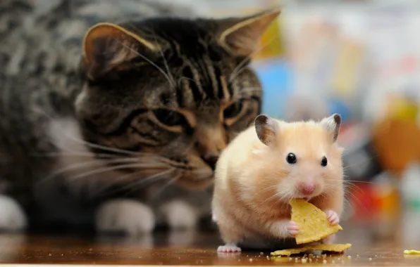 Picture cat, cat, the situation, hamster, ambush, observation, lunch, rodent