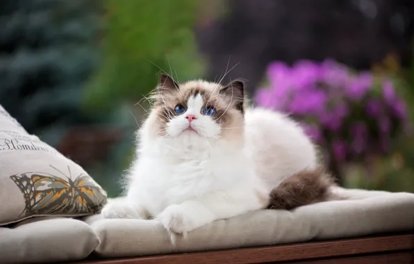 Picture cat, look, pillow, blue eyes, face, fluffy cat, Ragdoll