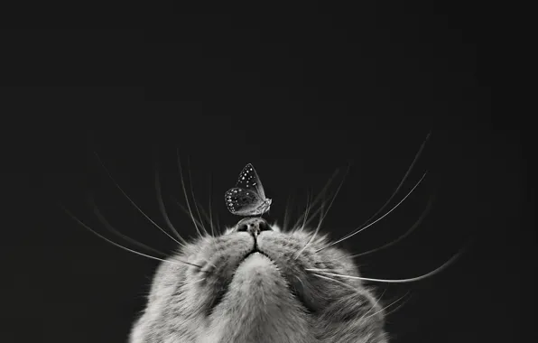 Cat, macro, butterfly, muzzle, black and white, monochrome, black background