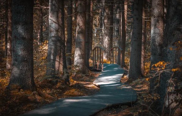 Autumn, forest, leaves, light, branches, trunks, Board, track