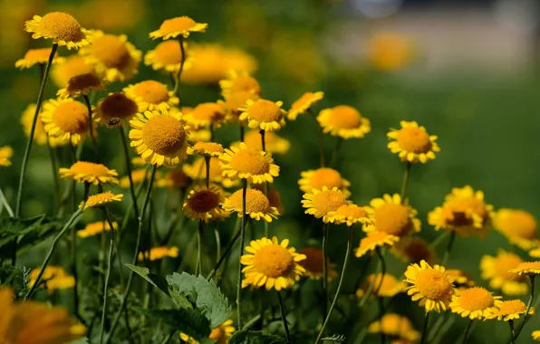 Summer, flowers, nature