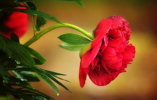 Picture leaves, drops, macro, Rosa, petals, stem