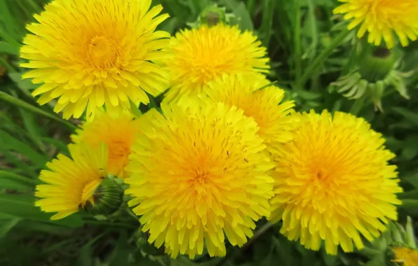 Dandelions, suns, spring 2018, Meduzanol ©