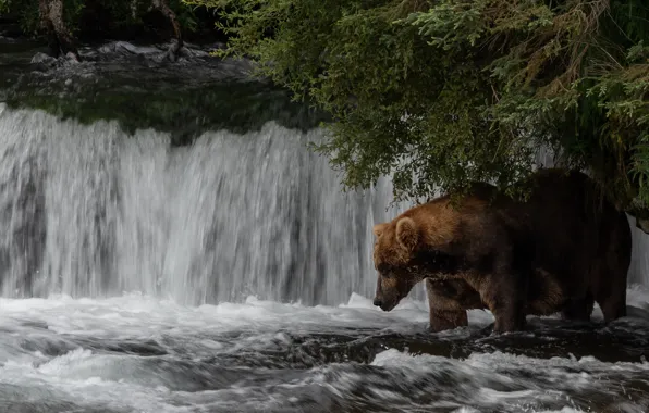 Picture water, branches, nature, waterfall, bear, bathing, bear