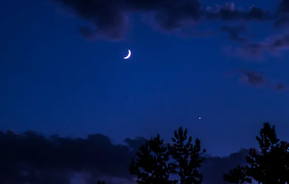 Picture the sky, clouds, trees, night, nature, the moon