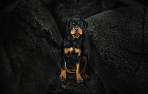 Picture look, stones, dog, puppy, Rottweiler