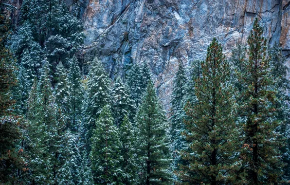 Winter, snow, trees, rocks, CA, USA, Yosemite, Yosemite National Park