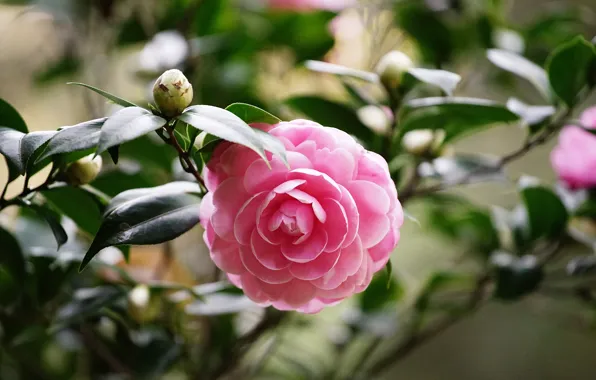 Picture leaves, flowers, branches, petals, garden, pink, buds, Camellia