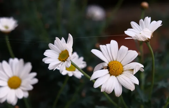 Flowers, the dark background, chamomile, web, white, leucanthemum
