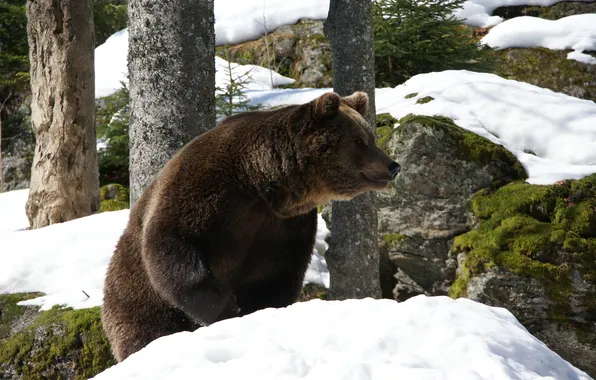 Snow, the trunks of the trees, the scrutinizing, sensitivity, mosses, focus, rocky ledges, heightened attention