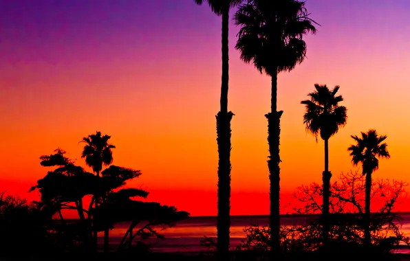 Picture sea, the sky, sunset, palm trees, silhouette, glow